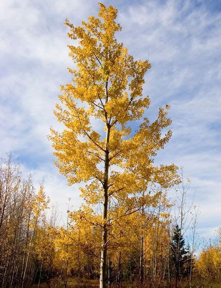 Superior Hybrid Poplar Tree | Hybrid poplar tree, Fast growing trees ...