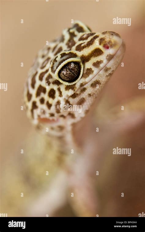 Leopard Gecko Looking Into The Camera Stock Photo Alamy