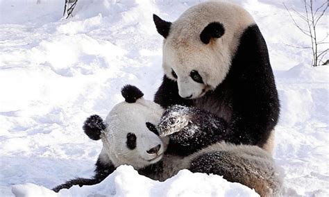 Cute Panda Bears HD Wallpapers| HD Wallpapers ,Backgrounds ...
