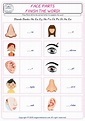 Face Parts ESL Printable English Vocabulary Worksheets
