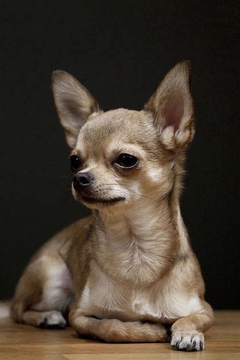 Male Chihuahua Personality Traits Pets Lovers