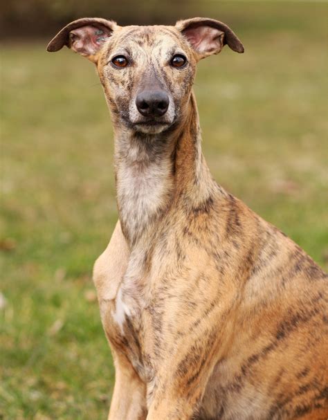 Free Images Nature Canine Looking Sitting Brown Hound Outdoors