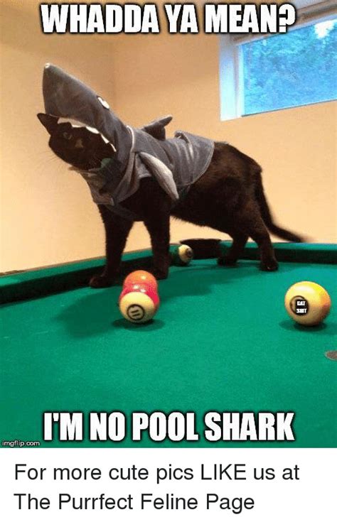 25 Best Memes About Pool Shark Pool Shark Memes