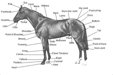 Horse Anatomy Where Horse Enthusiasts Share Their Knowledge