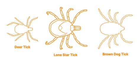 Lone Star Tick Amblyomma Americanum Dimensions And Drawings