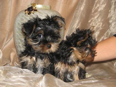 See more ideas about yorkie, puppies, yorkie puppy. adorable teacup yorkie puppies for free adoption