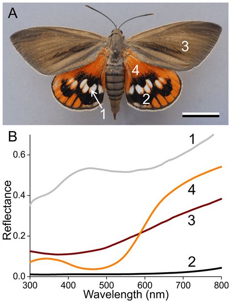 Classical Lepidopteran Wing Scale Colouration In The Giant Butterfly