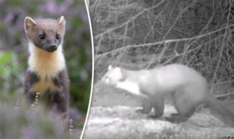 Rare Pine Marten Spotted In Yorkshire For First Time In 35 Years