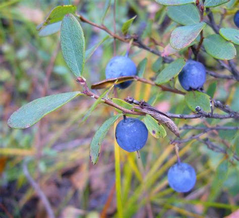 Calphotos Vaccinium Uliginosum Bog Blueberry