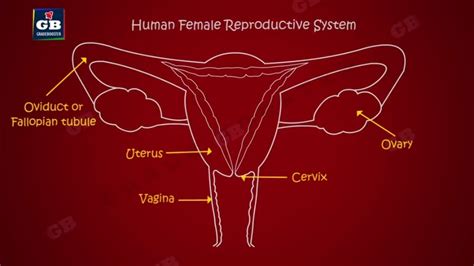 Human Female Body Parts Diagram Reproductive System Female In Images