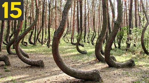 15 Most Unusual Forests Simply Amazing Stuff