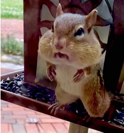 Cheeky Chipmunk Dyer Vanderbilt University