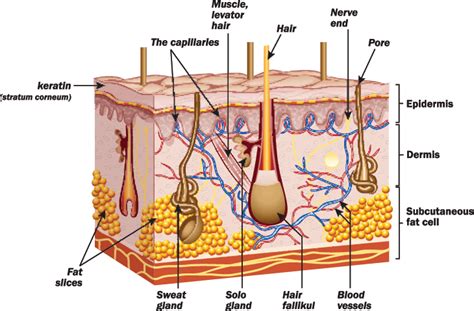 Spinal Cord Injury Skin Management