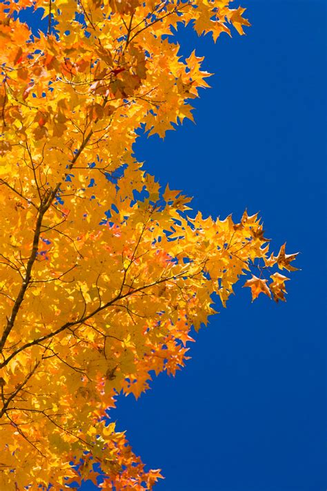 Edit Free Photo Of Autumnbackgroundbluecolorcolorful