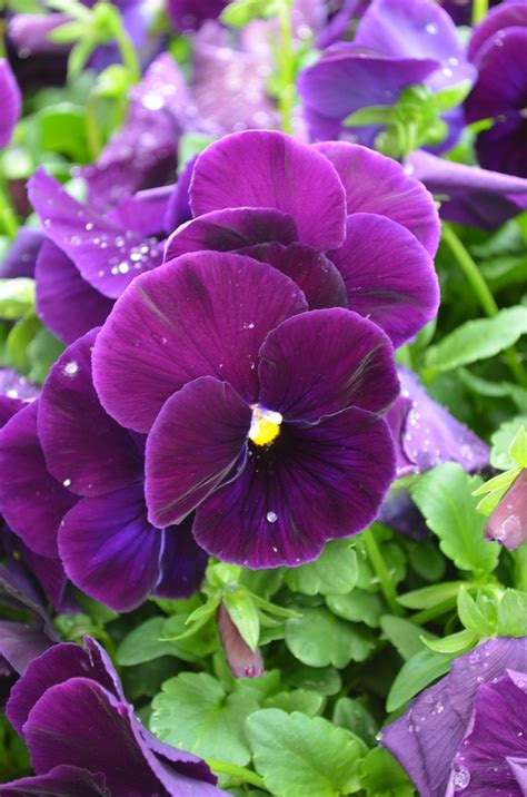 Viola X Wittrockiana Matrix Purple Pansy Cristinas Garden Center