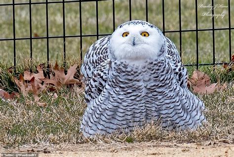 Watch Rare Snowy Owl Is Spotted In Central Park For First Time Since