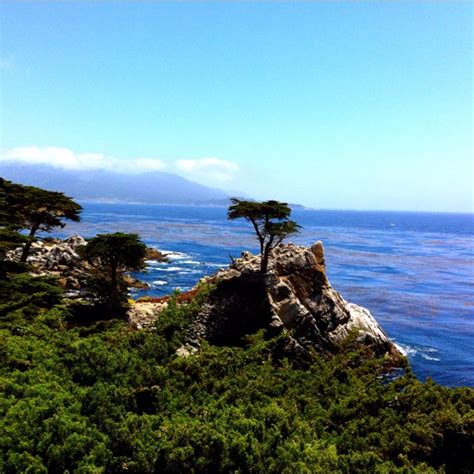 Lonely Cypress Tree Northern California Coast 2012 California Coast