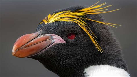 List Of Famous Species Of Penguin With Yellow Hair