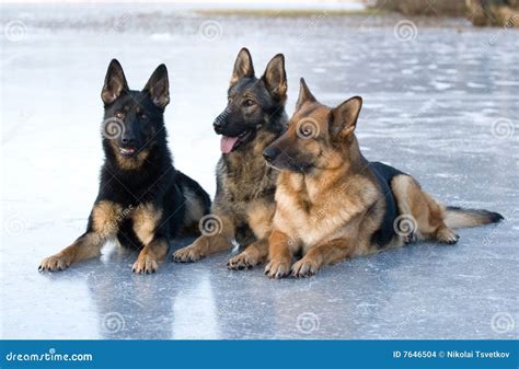 Three German Shepherds Stock Images Image 7646504