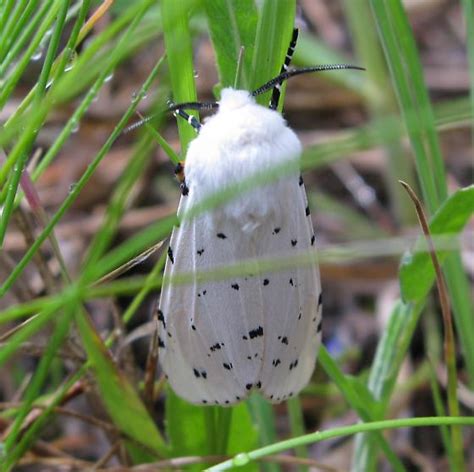 Estigmene Acrea Salt Marsh Moth Male Estigmene Acrea BugGuide Net