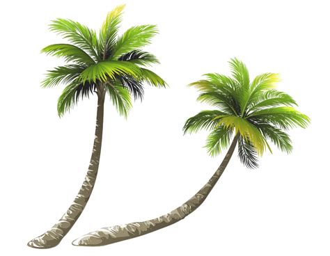 Beach Coconut Tree Png Transparent Images Png All