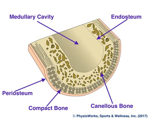 Huge collection, amazing choice, 100+ million high quality, affordable rf cross section of a human bone showing bone marrow, spongy bone and blood vessels. What is a stress fracture? Part 1 of 2 - stay safe!