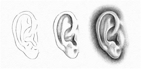 How To Draw Ears From The Front Ear Side View Step By Step Drawing