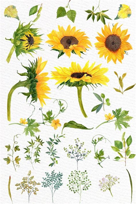 Sunflower Watercolor Clipart Sunflower Clip Art Wedding