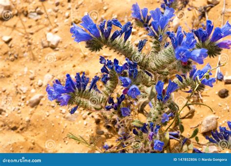 Primer De Flores En Sahara Desert En Túnez Foto De Archivo Imagen De