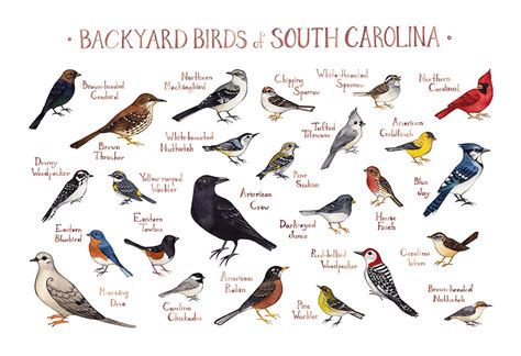 South Carolina Backyard Birds Field Guide Art Print Etsy