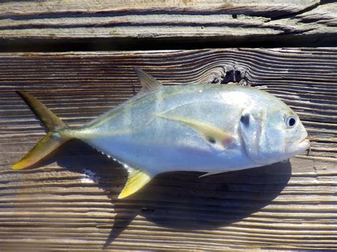 Jurel Amarillo Común Peces Y Crustáceos De La Desembocadura Del Río