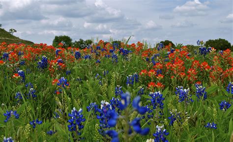 Wild Flowers Of The Texas Hill Country Flower Garden
