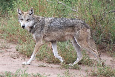 Feds Will Release Wolves Over State Objections Effort For High Speed