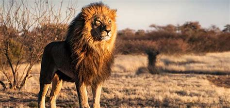 Animales De Sudáfrica Descubre A Los Cinco Grandes