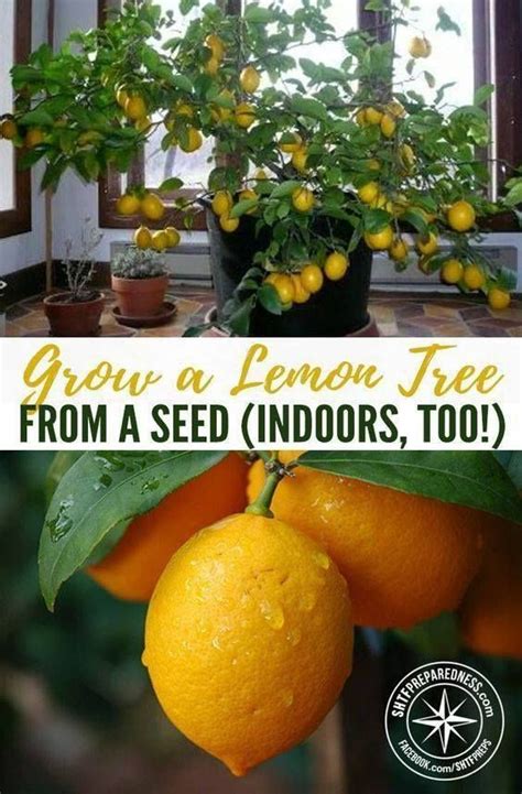 How To Grow A Citrus Tree Indoors Citrus Tree Indoor Indoor