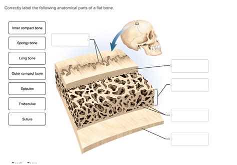 Flat Bone Diagram Quizlet