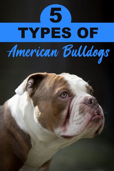 5 Types Of American Bulldogs In 2020 American Bulldog American