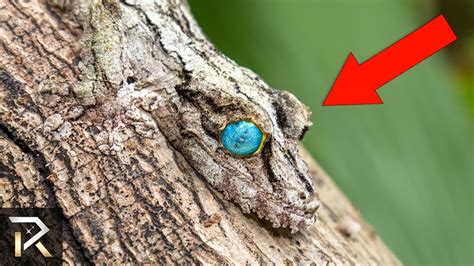 10 Amazing Creatures With Camouflage Superpowers Youtube
