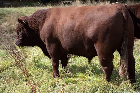 Breed Features Red Devon Cattle Breeders Association