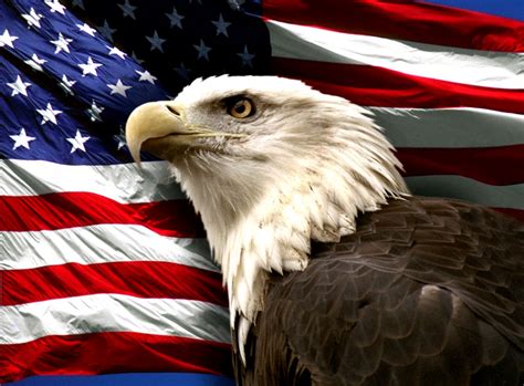 Bald Eagle American Flag Photos Image Wallpapers Hd