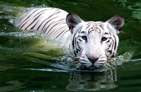 White Tiger In Water Stock Image Image Of Blue Tropical 19734801