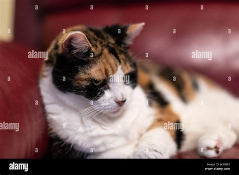 Closeup Of Senior Old Calico Cat Lying In Living Room On Red Leather