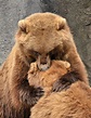BIG Bear hug! - a photo on Flickriver