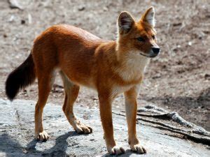 It looks like you may be having problems playing this video. Dhole Facts, Habitat, Diet, Life Cycle, Baby, Pictures