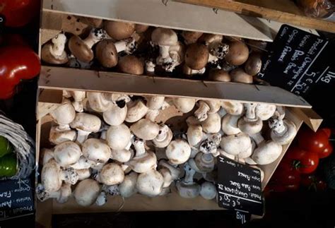 Agaricus Bisporus Cultivated Mushroom