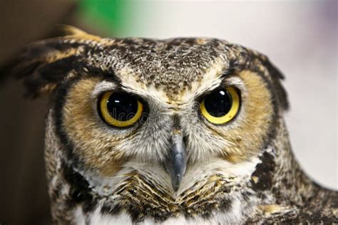 Scary Owl Face Stock Photo Image Of Closeup Beak Carnivore 14033582