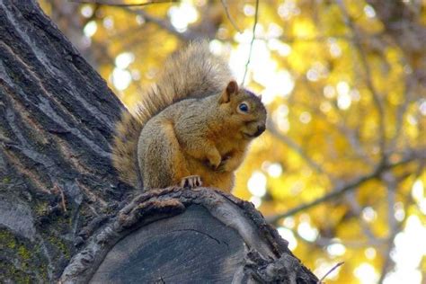 The Cutest Squirrel I Have Ever Seen Was Up In A Tree At A Park In