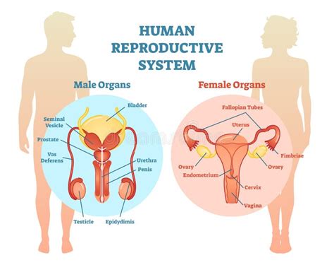 Human Reproductive System Vector Illustration Diagram Male And Female
