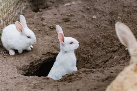 what rabbit holes in yard look like and how to stop rabbits from digging holes how i get rid of