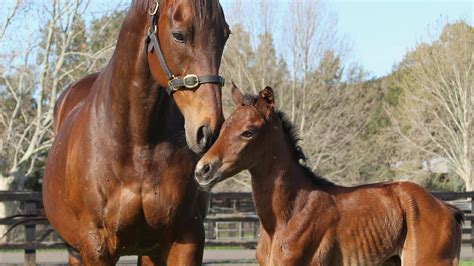 Winx Half Sister By Deep Impact Out Of Vegas Showgirl Worth Millions